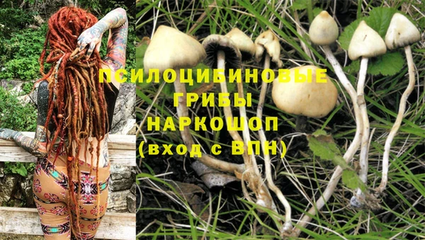 каннабис Аркадак