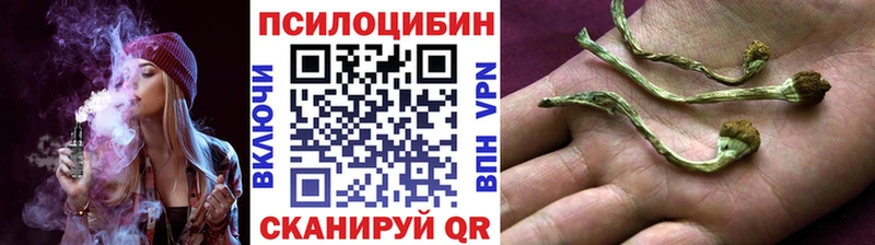 купить  сайты  Кропоткин  Псилоцибиновые грибы Psilocybe 